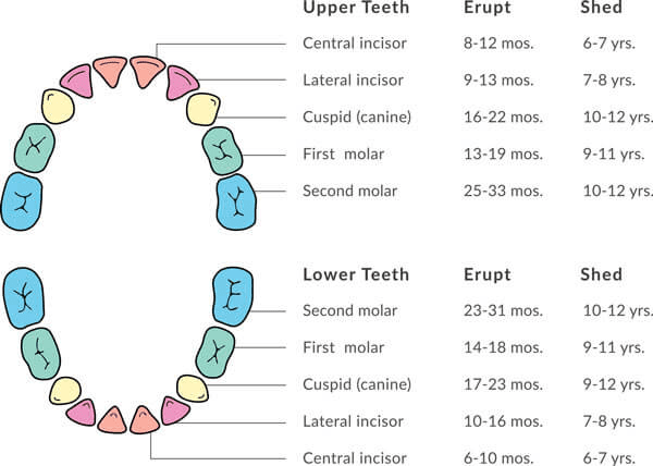 همه چیز در مورد دندان های شیری